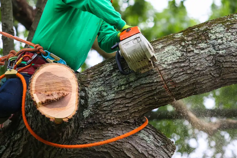 Professional Tree Trimming Service Leavenworth, KS Professional Tree Trimming Service Leavenworth, KS